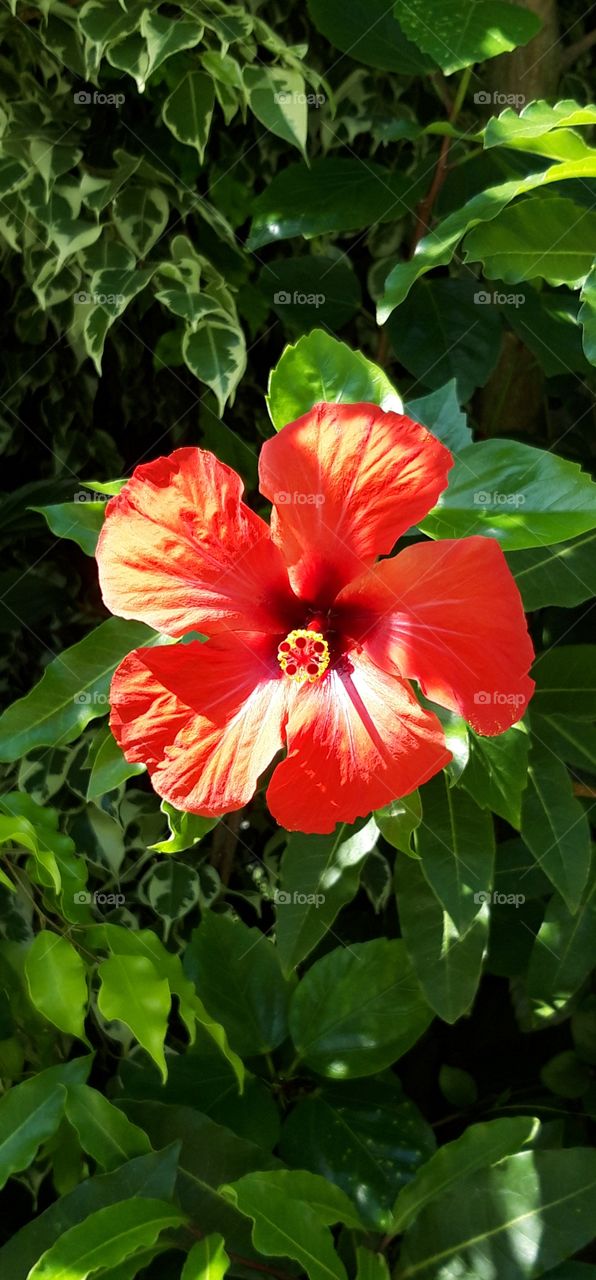 flower in Pestana palace