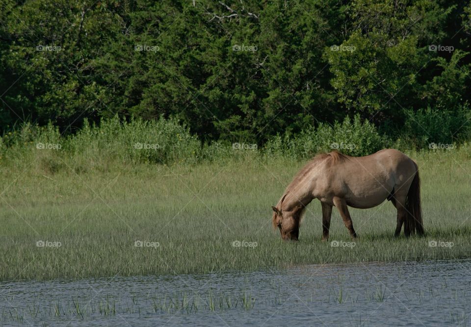 wild horse