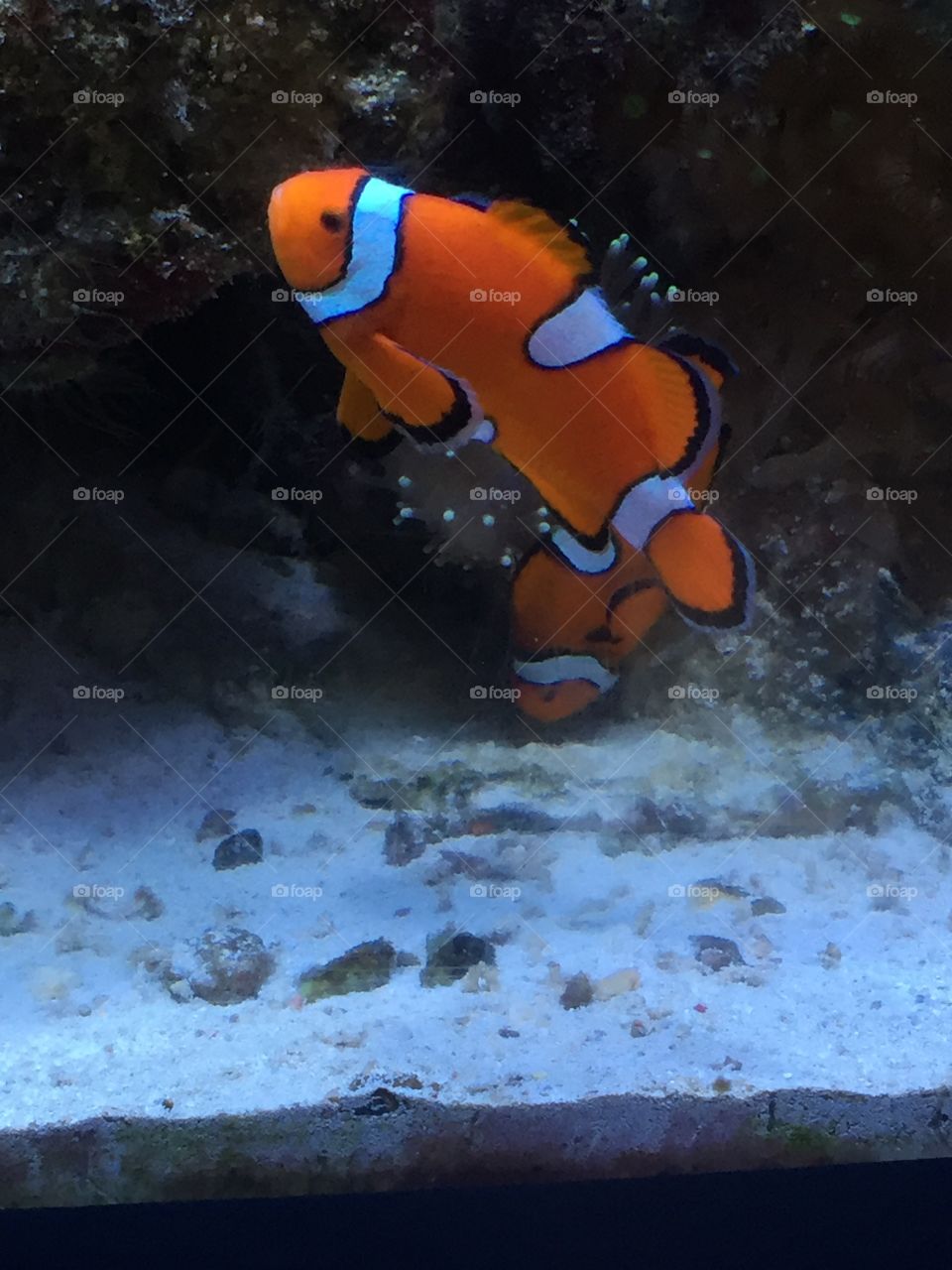 Finding nemo !!! At the Quebec aquarium, clown fish