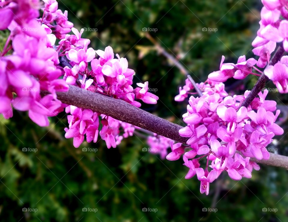 Spring Flowers pink tree