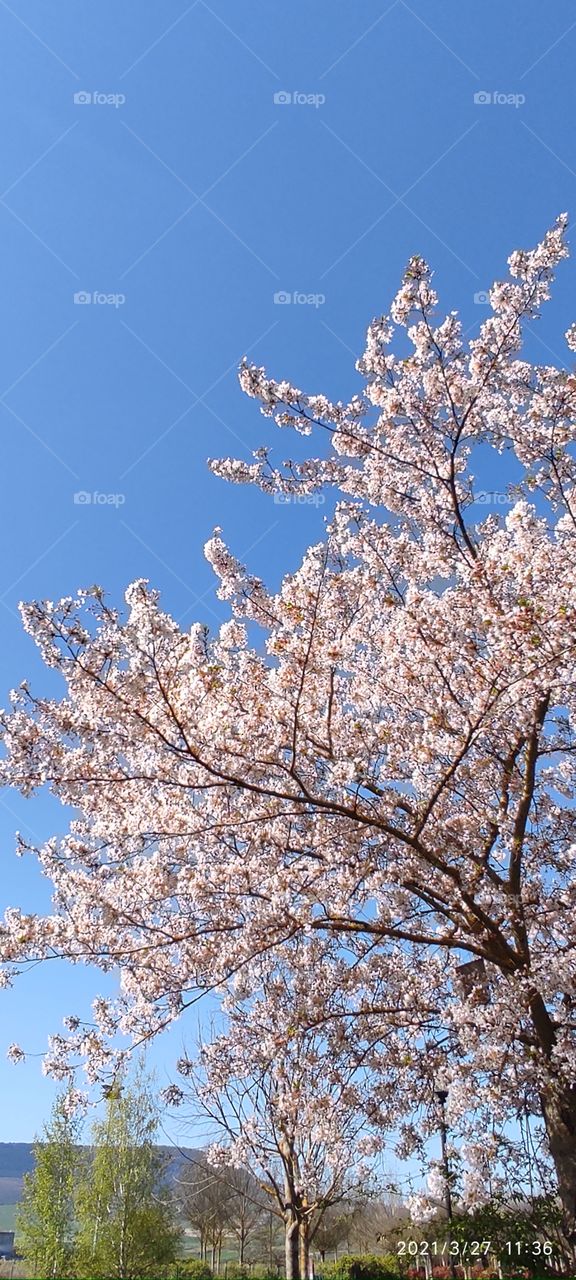 arbolo con flores.tree