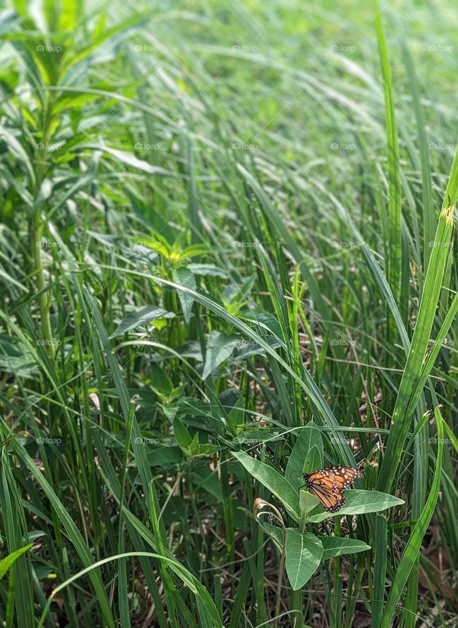 bright green long reed grass with a monarch butterfly landed on a leaf outside nature