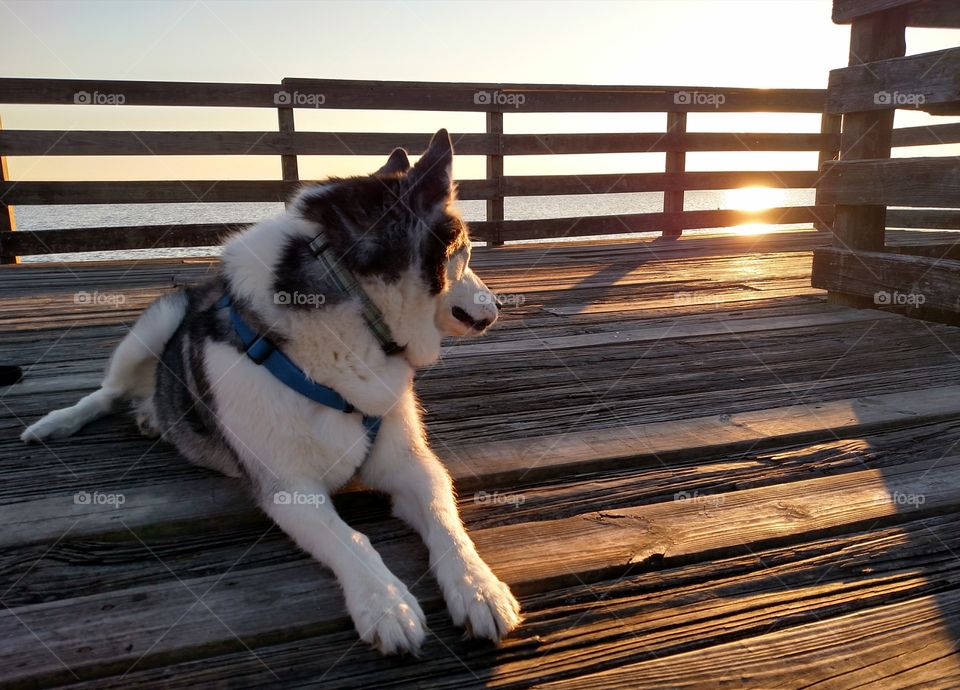 Husky Enjoying the Sunset
