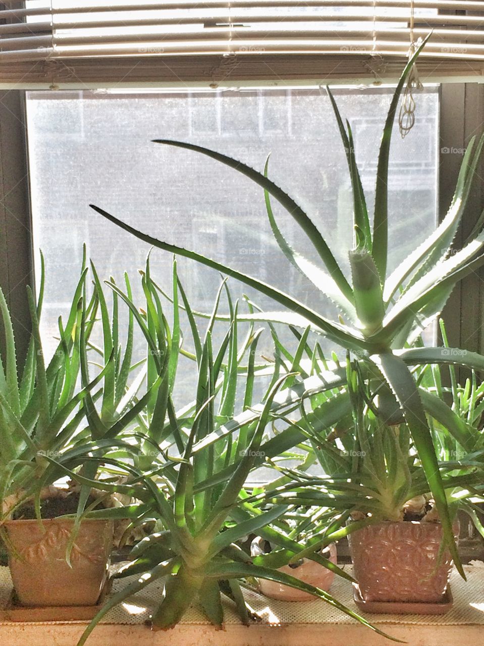 Aloe Vera plants on windowsill 