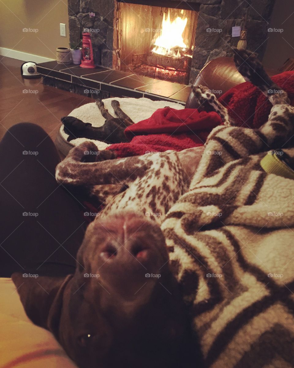 Amare is snug as a bug by the fireplace. 