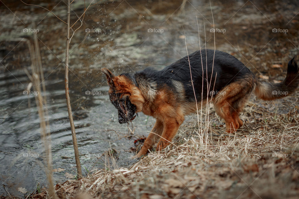 German shepherd young male dog walking outdoor at spring day