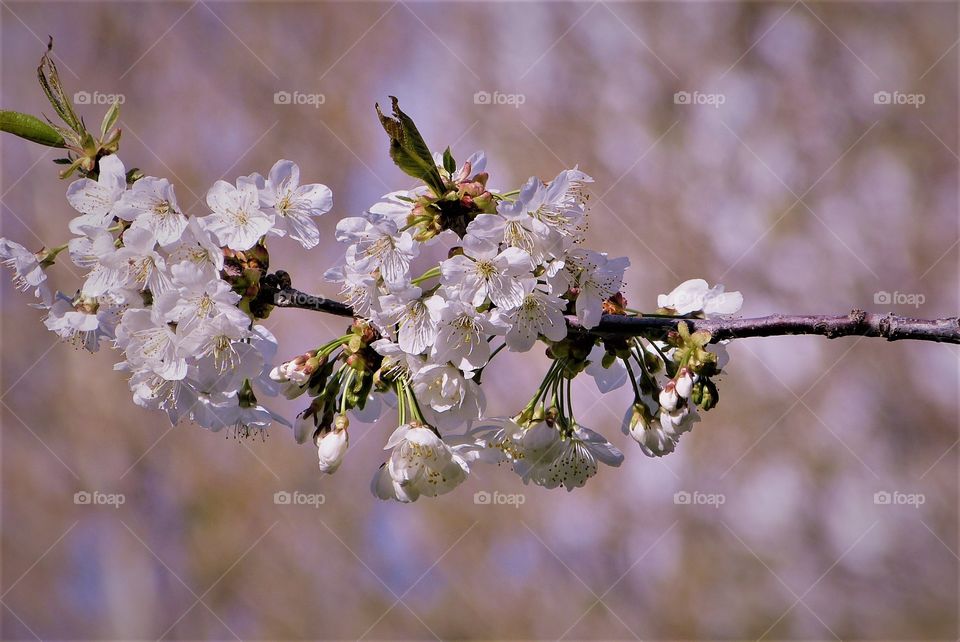 Cherry tree branch closeup