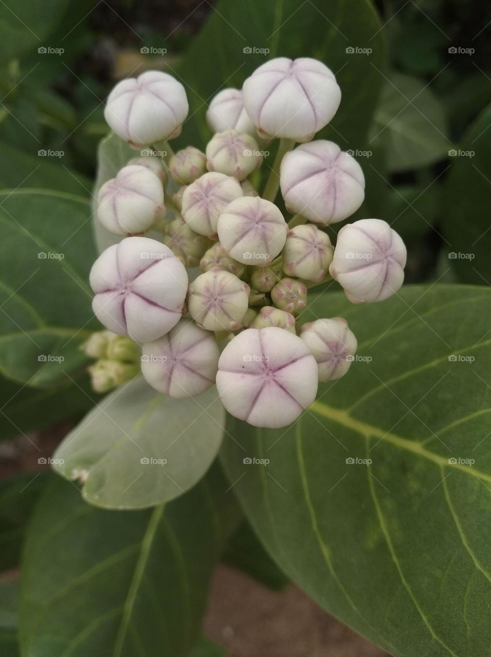calotropis procera akkra flower seasonal fresh shurb small size looks very beautiful generally found everywhere very poisonous species