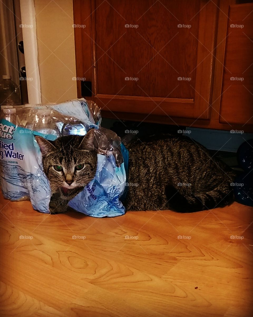 Cat loves water bottles