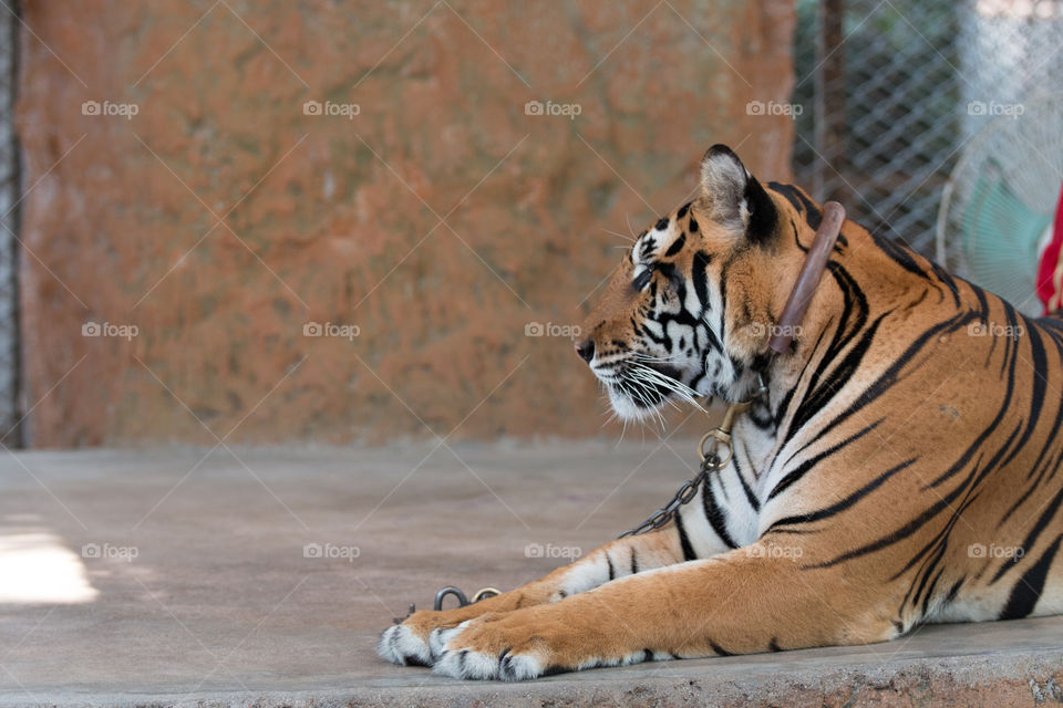 Wildlife, Cat, Tiger, Mammal, Danger