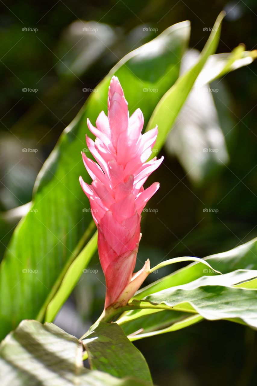 Pink ginger blooming in the sunshine