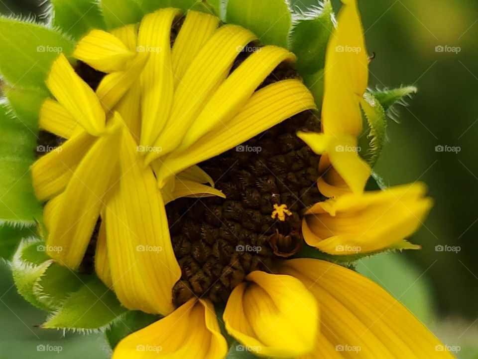 Sunflower greetings - blooming stage beginning