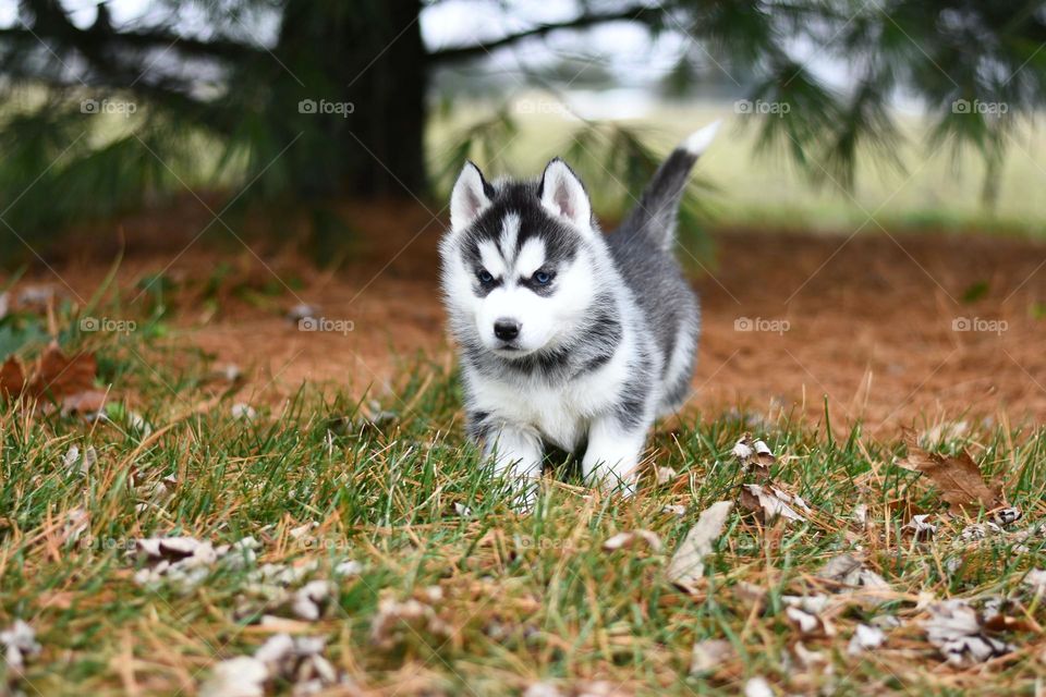 A beautiful day a puppy husky relaxing outdoor with the family.