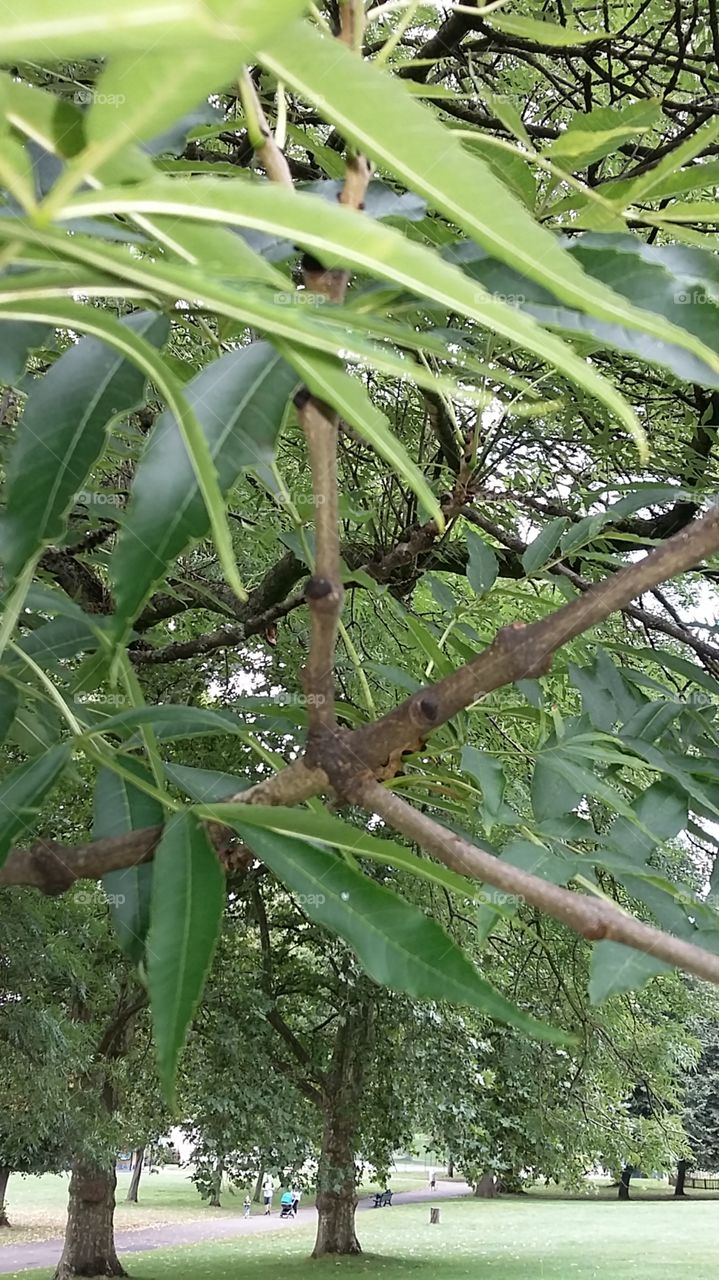 Tree branch