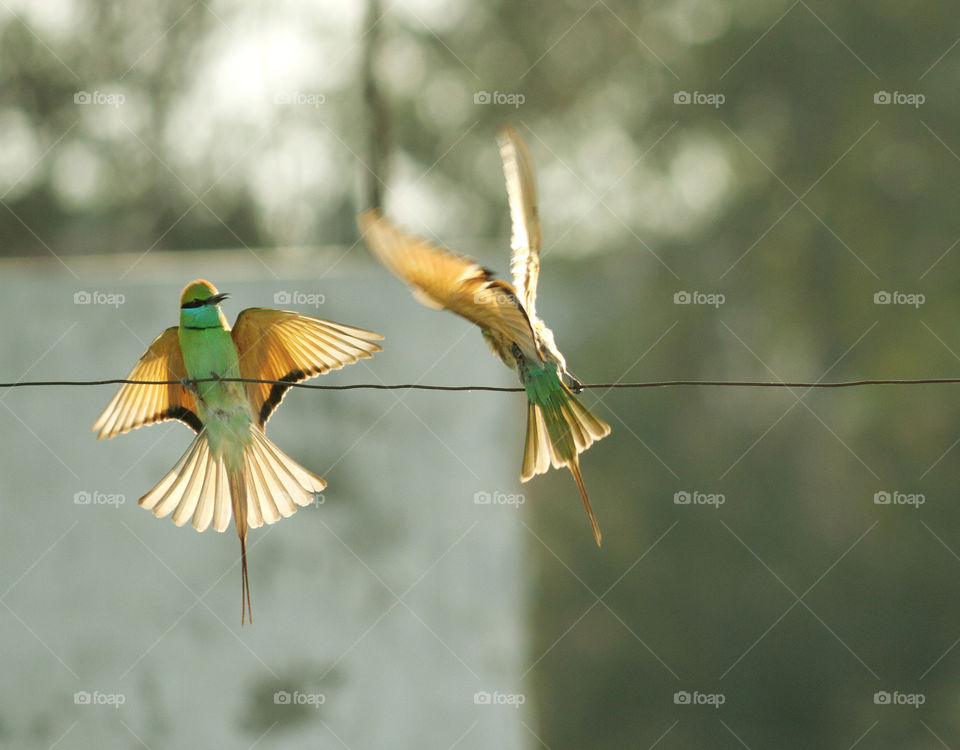 Green bee eater bird pair in New Delhi, India