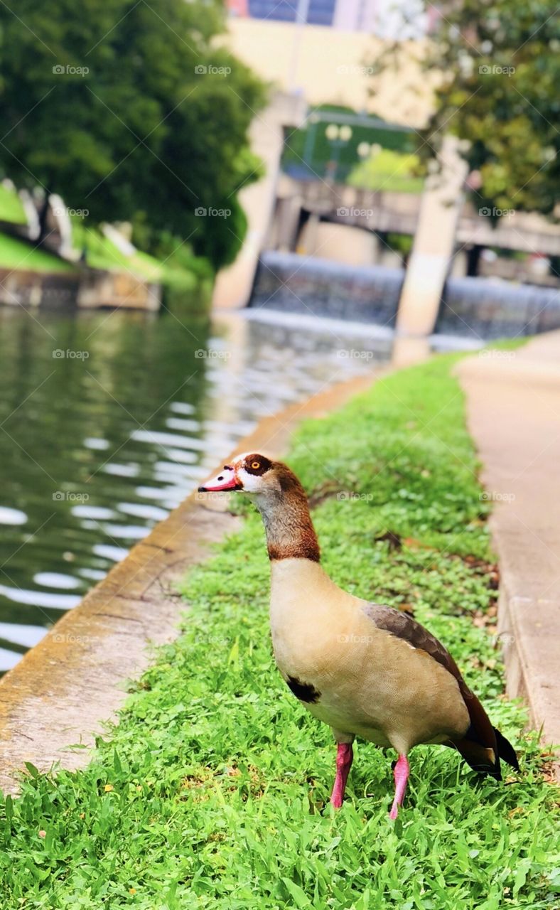 Duck at river