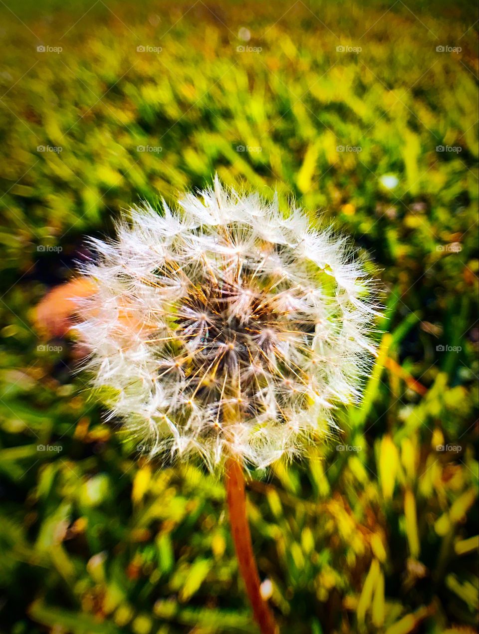 Lone Dandelion 