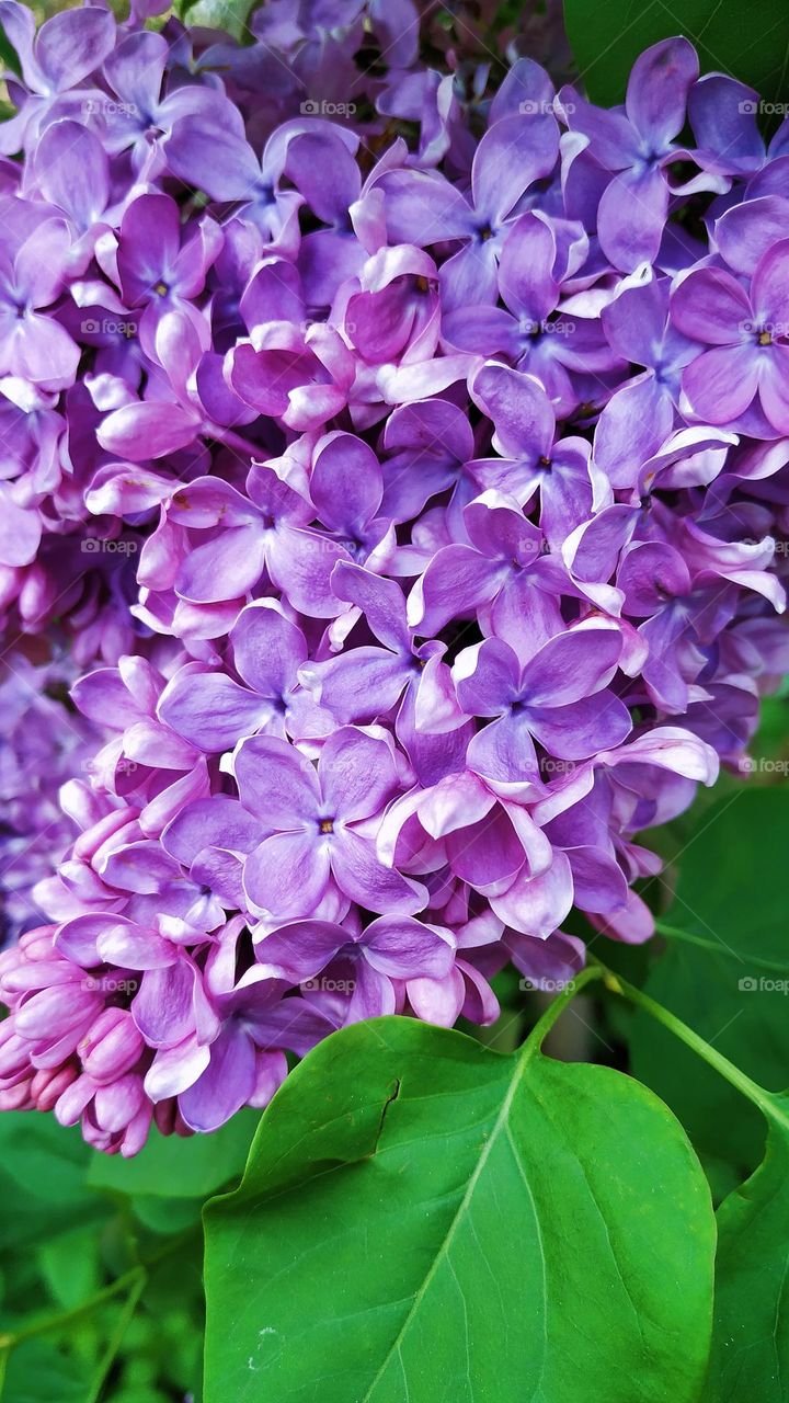 lilac bush flower