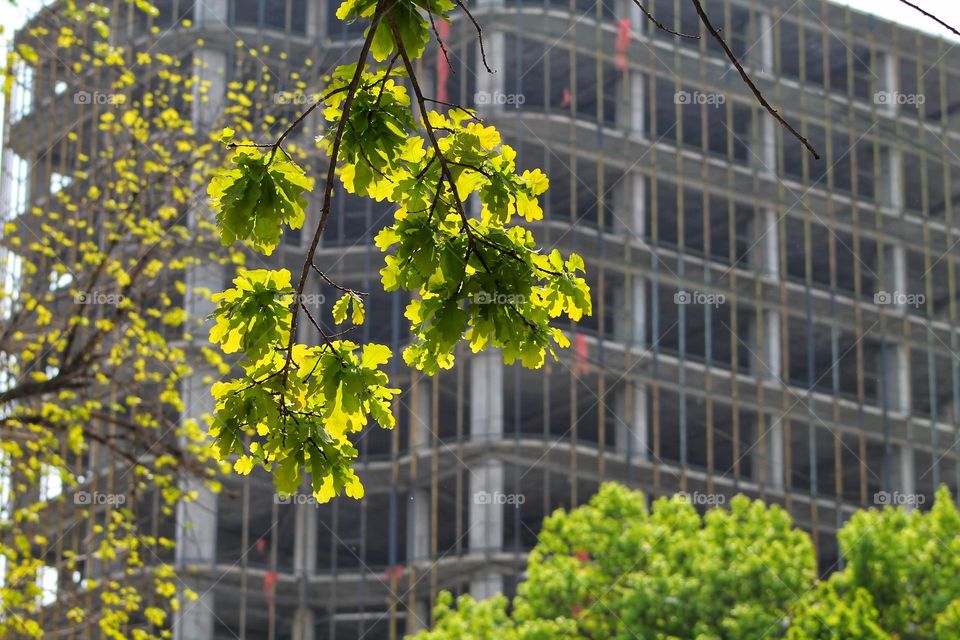 bright oak leaves against the backdrop of urban houses under construction