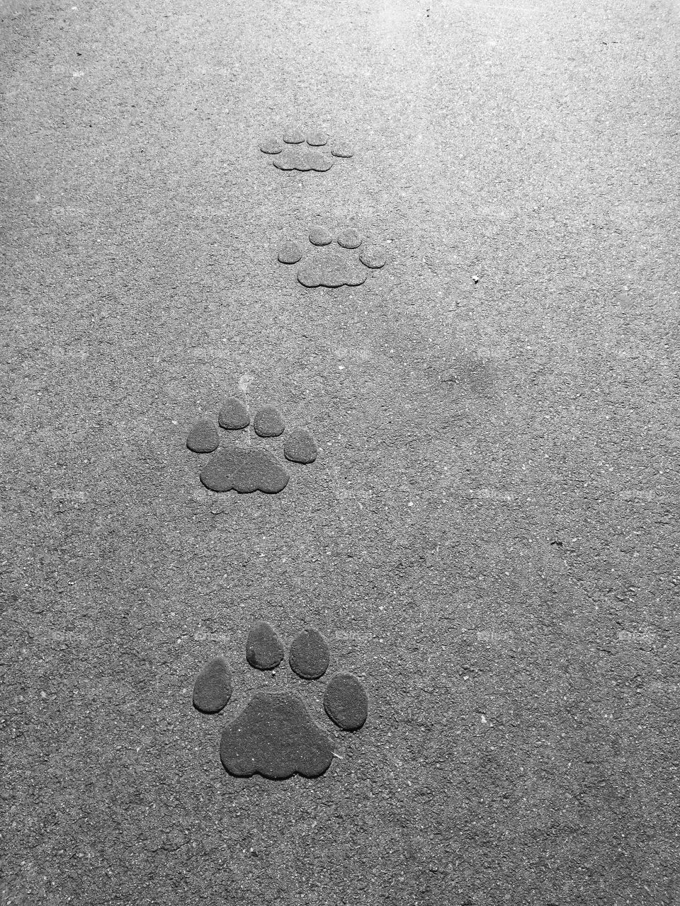 Paw prints