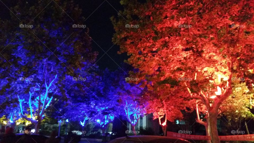 Lighting maple trees
