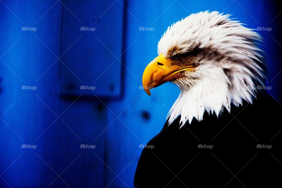 Portrait of a bald eagle