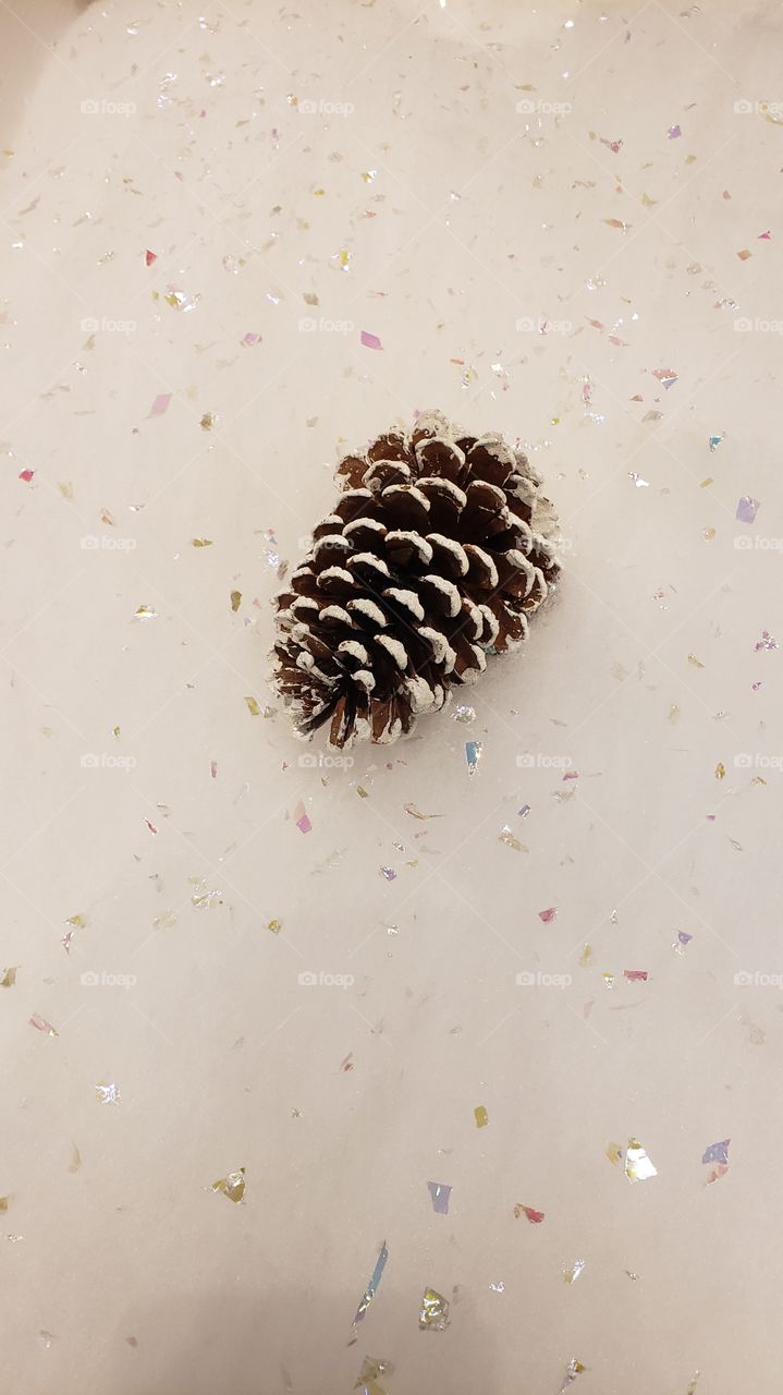 pine cone