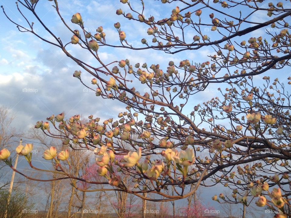 Dogwood in the spring