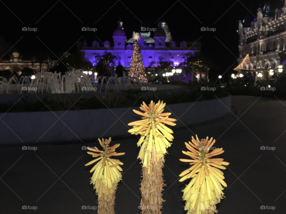 Tropical blooming flowers in December night