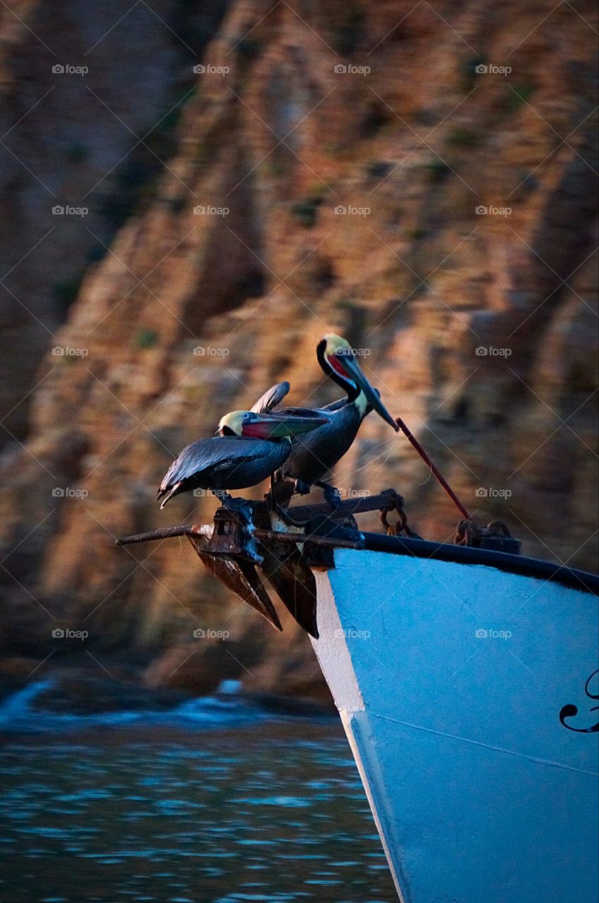 Posing pelicans on a fishing boat out of Cabo San Lucas. 