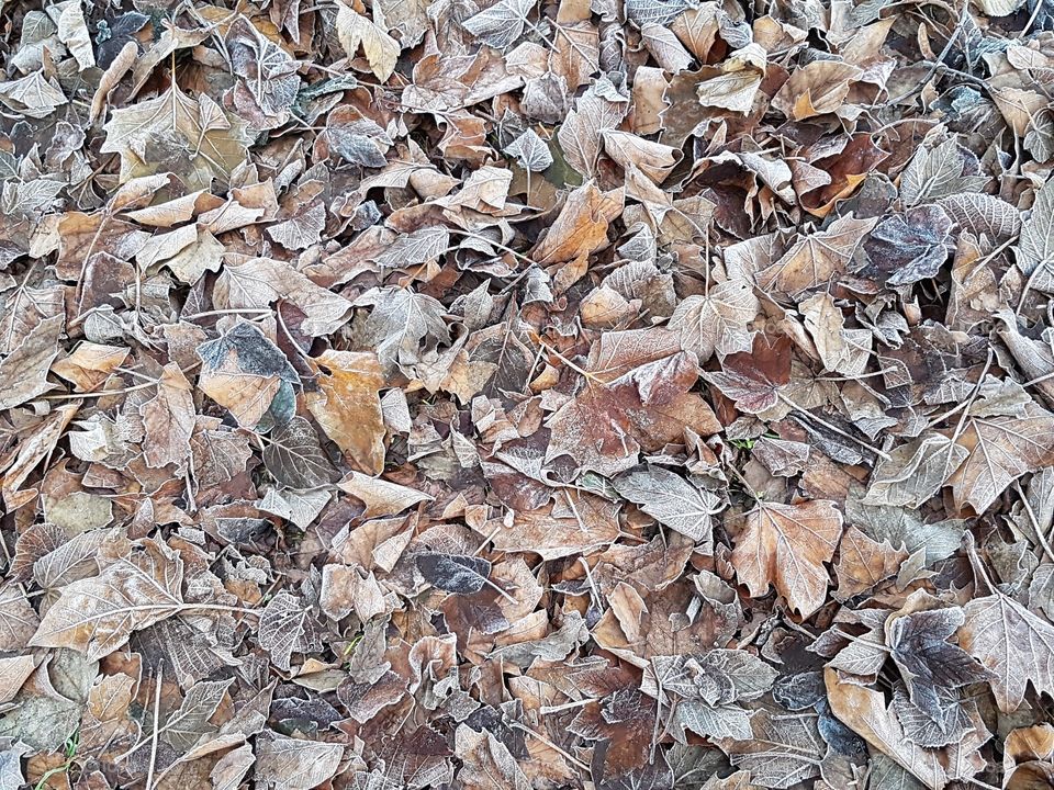 frosted leaves, crunchy underfoot