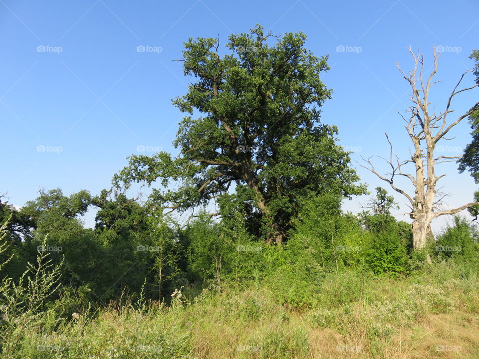Salinac oak tree Serbia