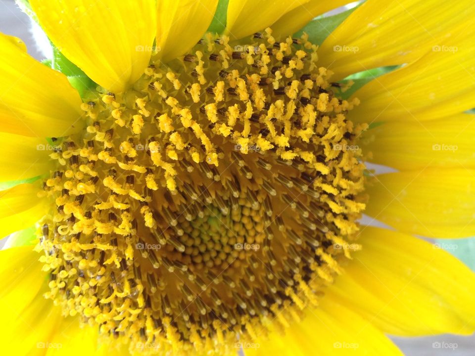 Sunflower