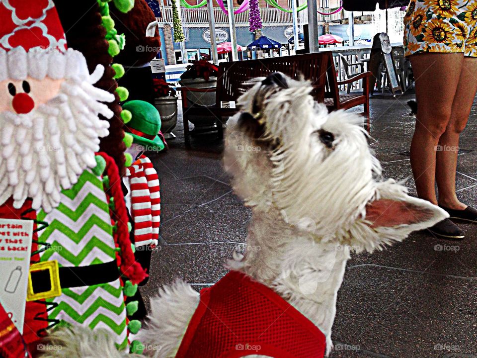 Dog doing her own shopping.. Dog friendly shopping plaza , canines can pick their own toys.