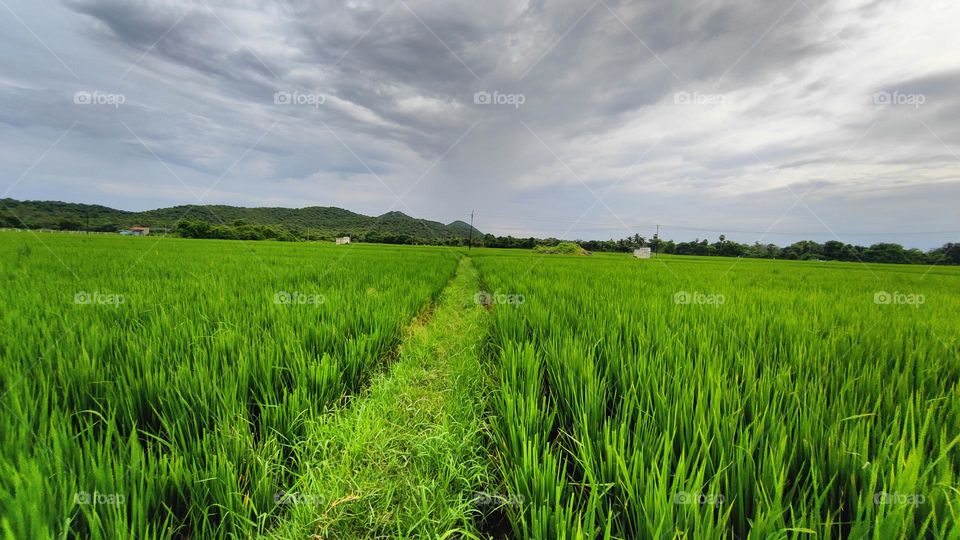 Paddy fields