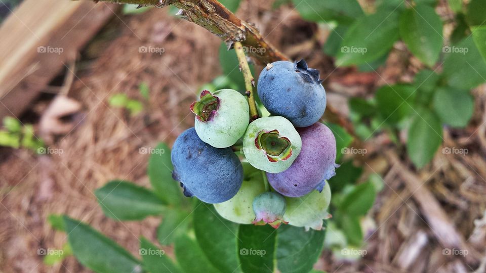 Blueberries. In my garden