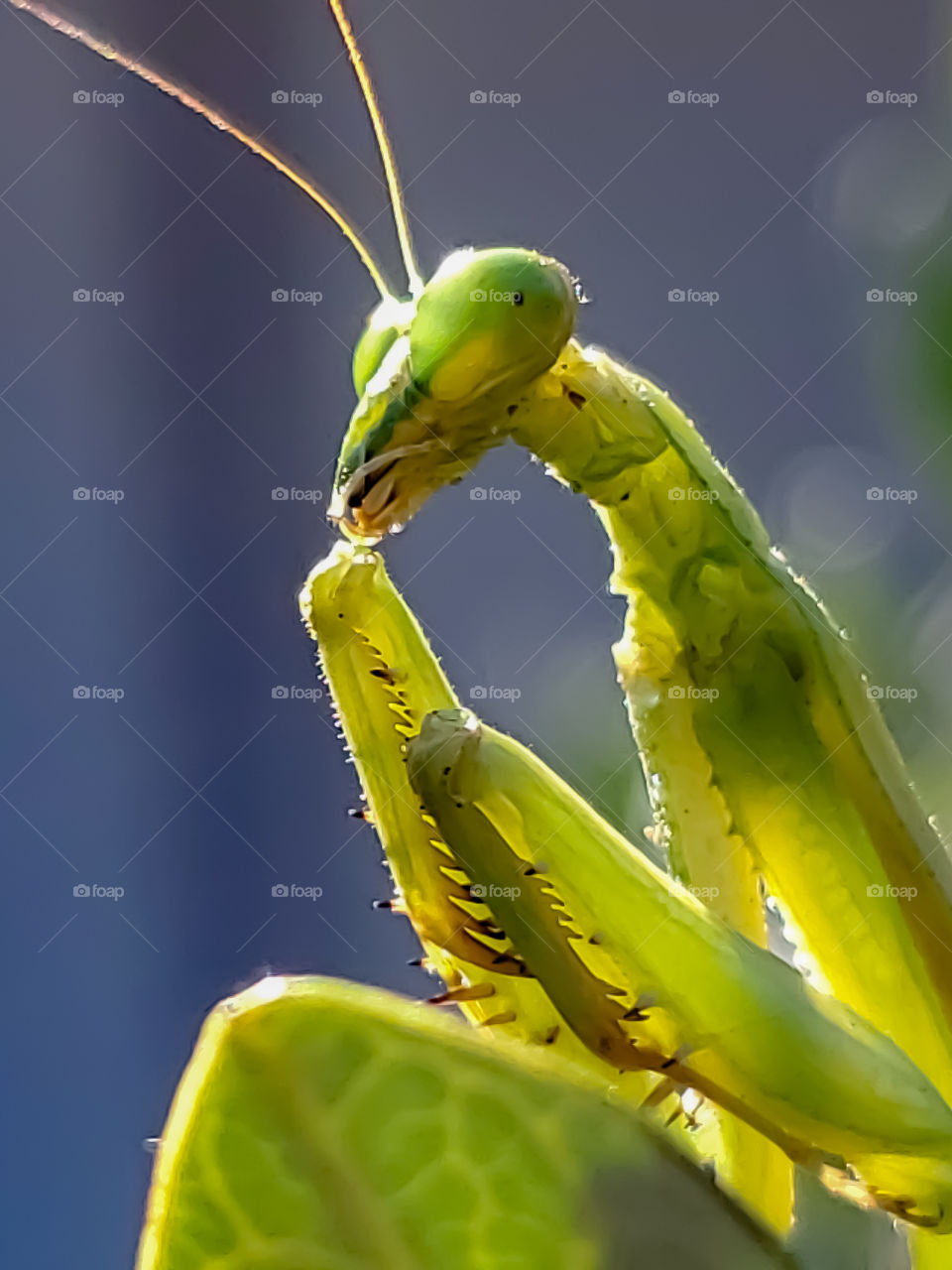 Macro of a female praying mantis looking at the camera while being illuminated by morning sunlight.