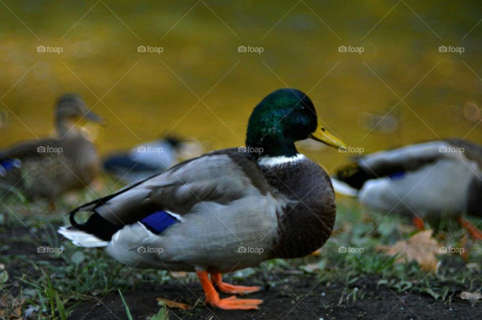 Ducks at autumn