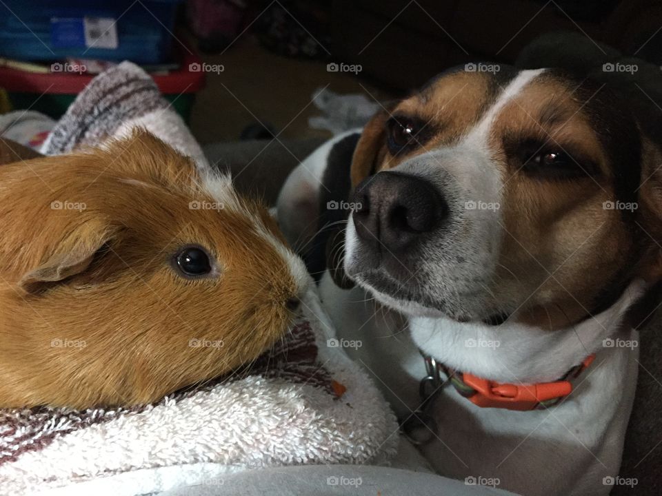 Guinea Pig and Dog