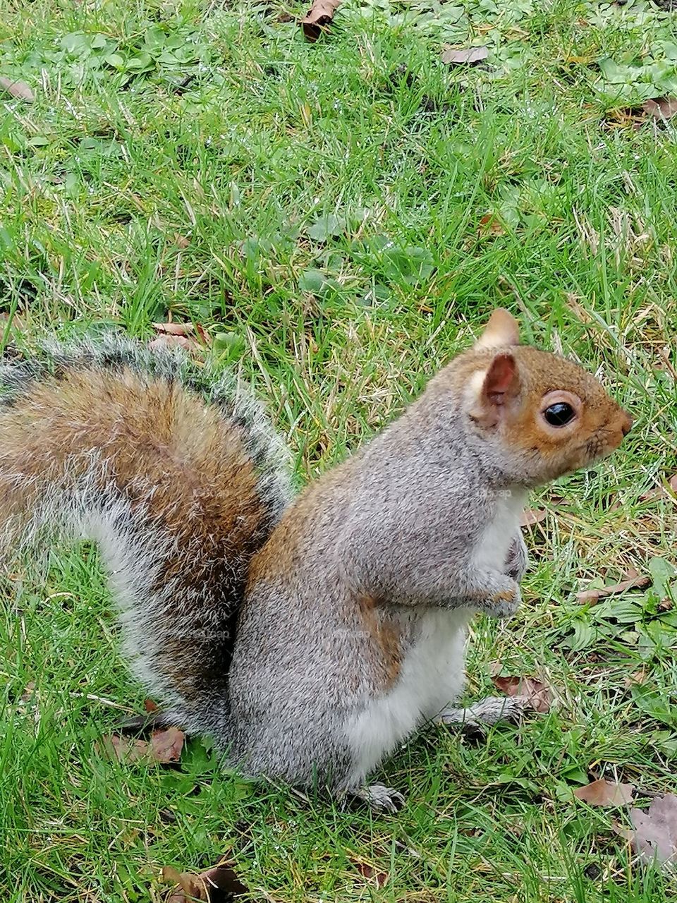 a red squirrel, animal