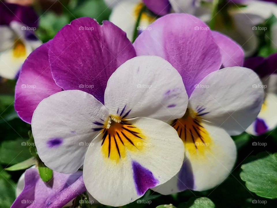 Dutch twin flowers