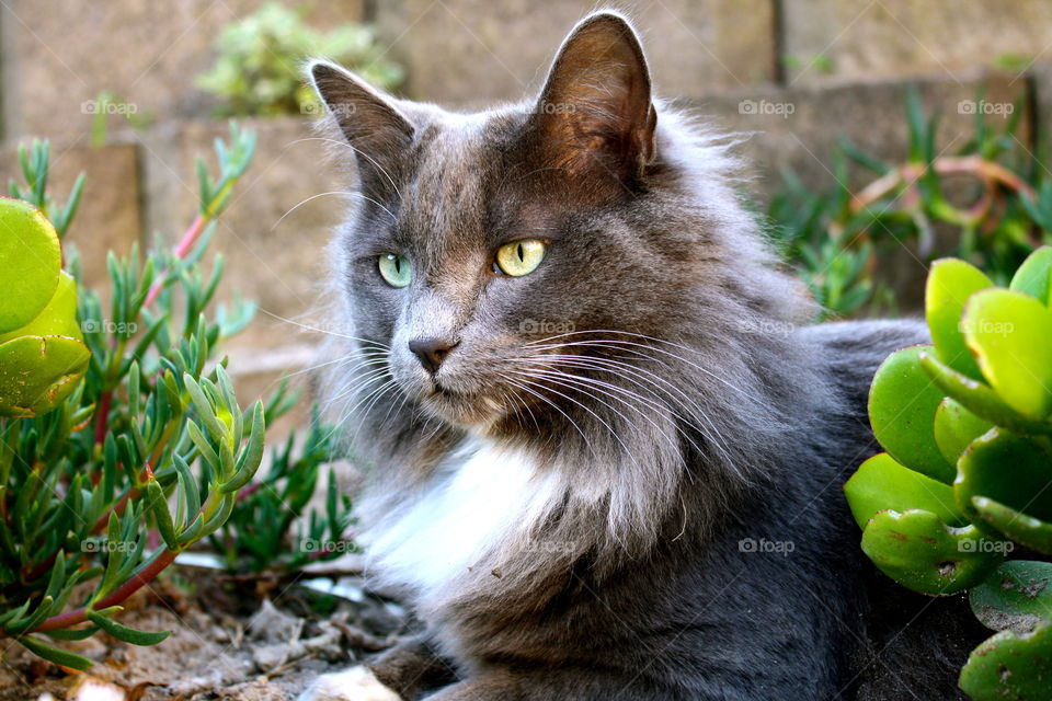 Tuxedo Grey Cat