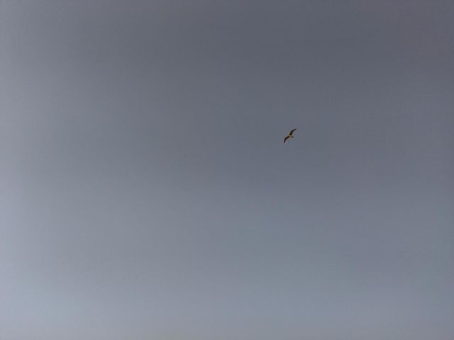 flying bird
