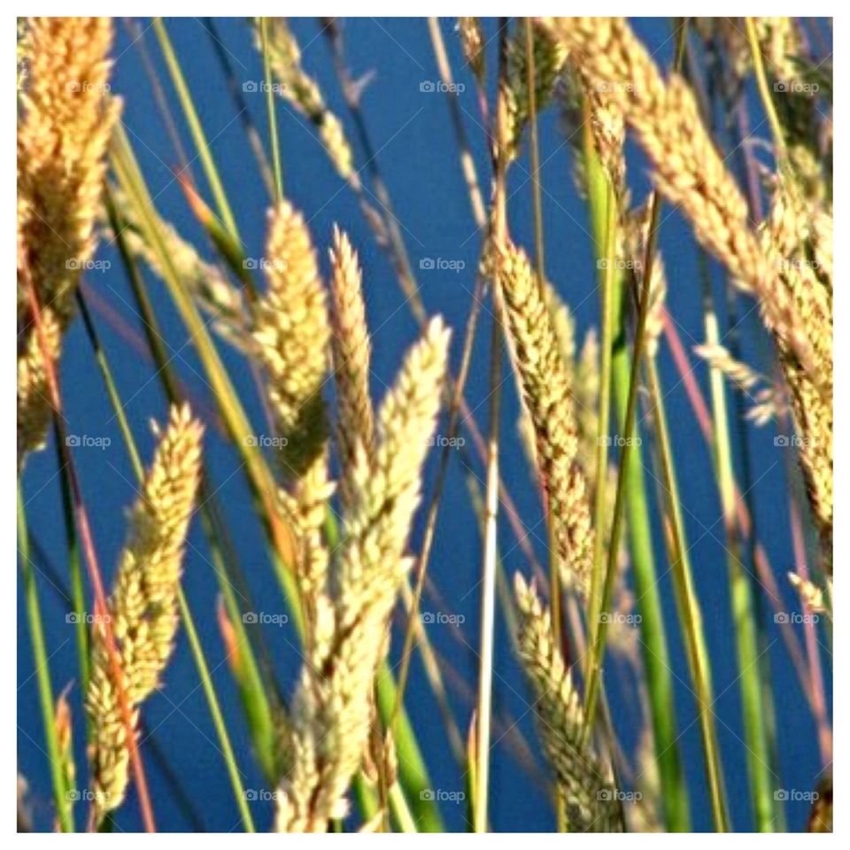 Grass at the Pond