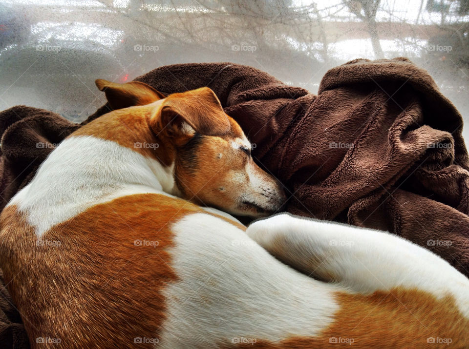 winter dog sleeping home by jillsager