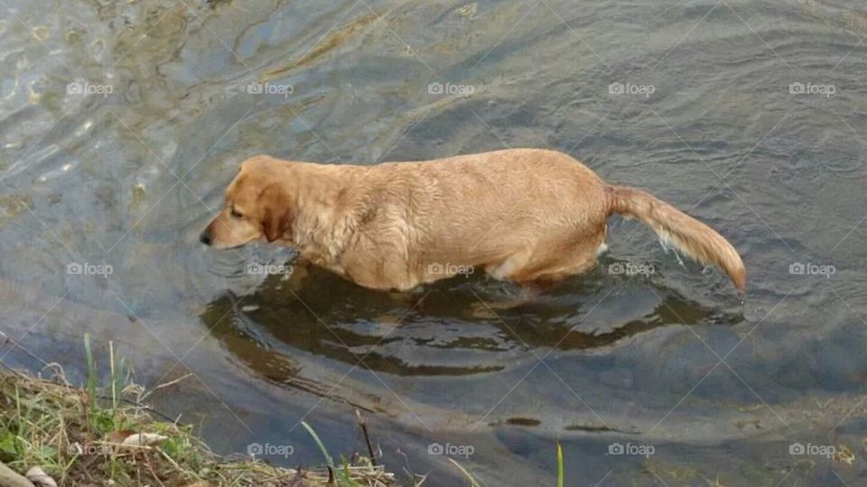 dog wading in river