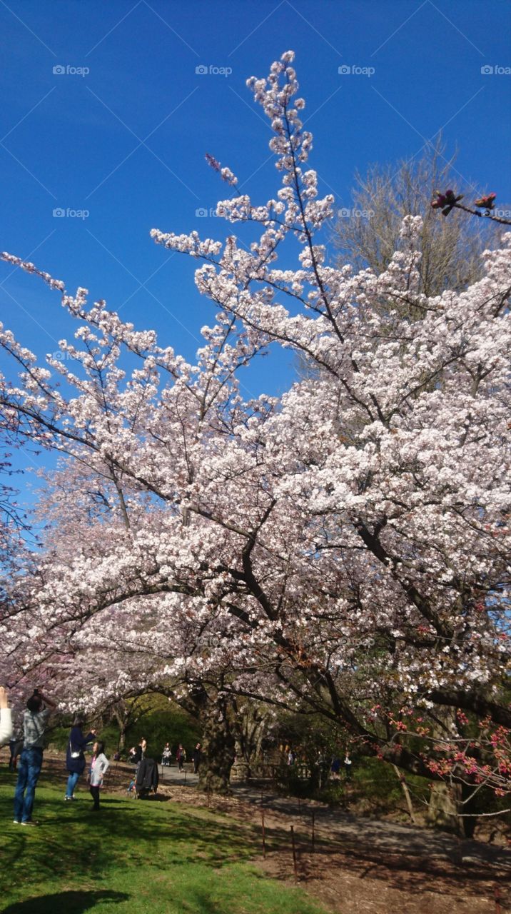 Cherry blossoms in the bloom
