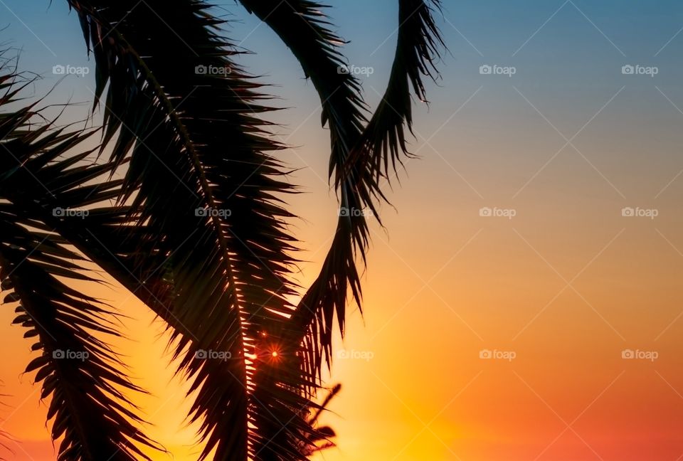 Colourful sky and sunrise behind  palm leaves