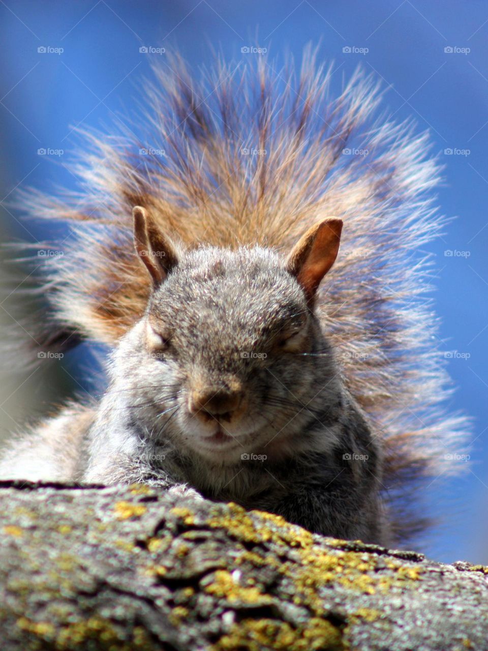 Pensive squirrel