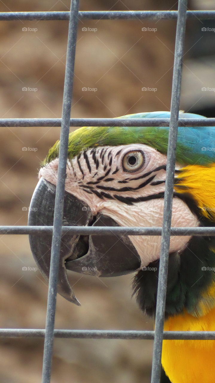 macaw in a cage